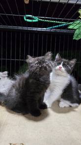 Bsh mix siberian Bigbone