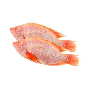 Ikan Talapia Biofloc