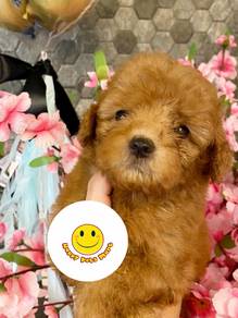 q233 tiny toy Poodle puppy pet dog
