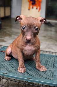Pitbull