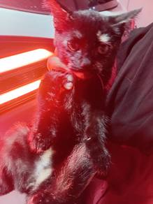 cats for adoption