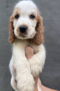 ENGLISH COCKER SPANIEL PUPPIES C124 🌻 Male-Female
