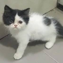 persian