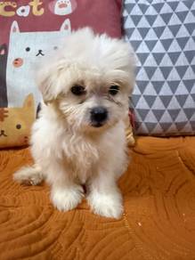 Pomeranian Mix