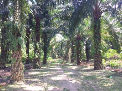 Agricultural Land in Tapah, PRK