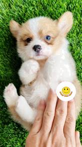 TRs_1099 welsh corgi brown white haired puppy