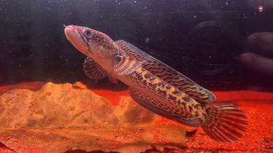 Ikan Channa Fish Auranti Cobra 6 inch (ACS-A5)