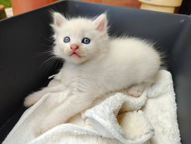 TOPs A-GRADE Hayden White Ragdoll cat kucing