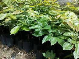 Benih longan brazil