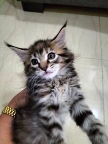 maincoon kitten