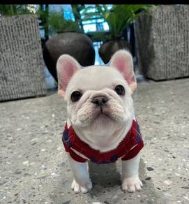 French Bulldog