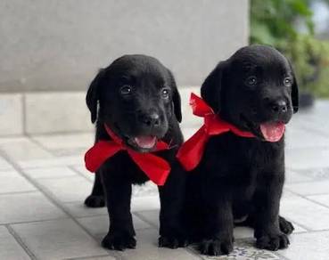 black color Labrador 