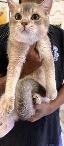 British Shorthair (BSH)