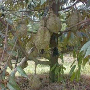 Anak pokok durian monthong