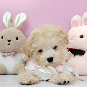 Poodle