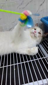Ragdoll female adult