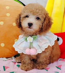 Toy Poodle