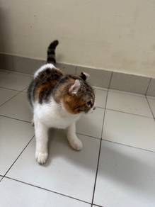 american curl cat