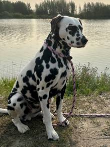 Dalmatian puppy dog 
