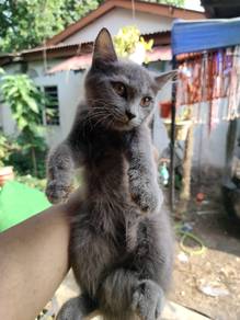 BLH mix PARSI ( baka besar )
