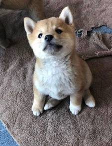 Plush Shiba Inu Fox Face Curly Tail Puppy Dog