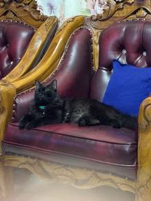 sofa jati