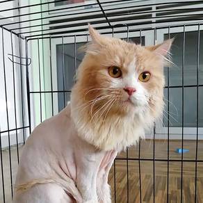 Lion Cut 