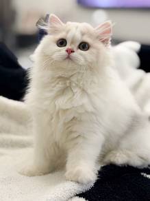 Calico Minuet