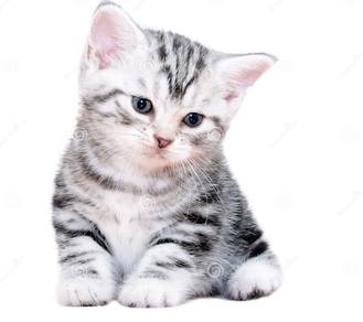 American short hair pure breed