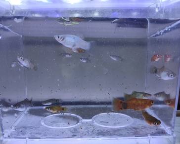 Platy Fish