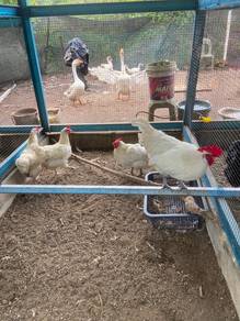 Anak ayam Bresse