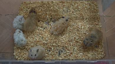 Syrian Hamster