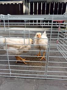 Chicken