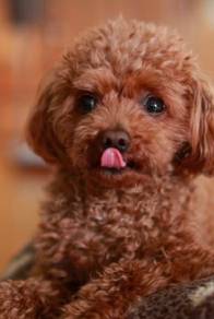 Male poodle for sale