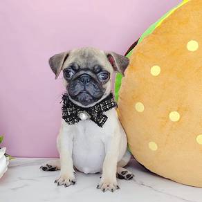 Pug