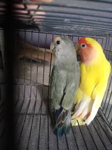 Burung Lovebird Induk