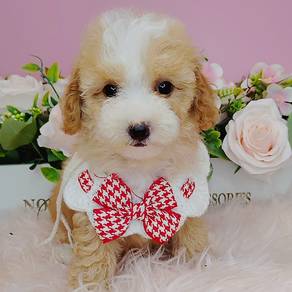 Maltipoo