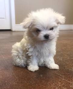 N7365 Muzzle-muffin Maltese Cute Small White Compa