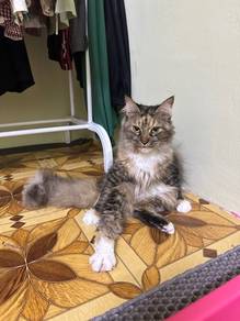 Mainecoon mix DLH