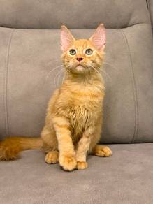 Mainecoon Kitten