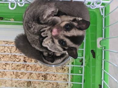 Sugar glider