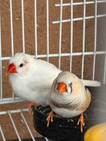 zibra finch cfw