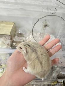 hamster for sale （kampar）