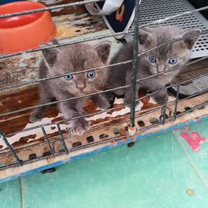 BSH kitten