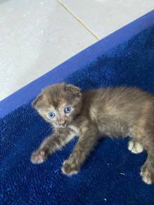 BSH mix SCOTTISH FOLD