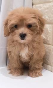 J0114 Maltipoo Cute Brown Teddy Bear Curly Puppy