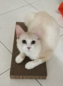 Pet for adoption
