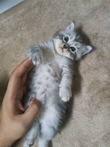 Mainecoone Silver Tabby