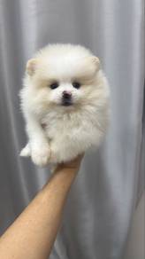 Pomeranian Fancy Color female Puppy F-396