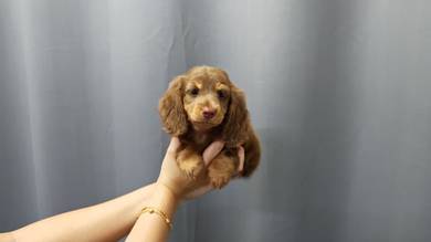 Q222 MKA Mini Dachshund long haired puppy